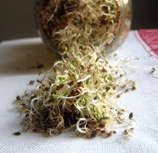 Sprouting For Health